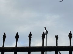 Corvus macrorhynchos