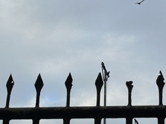 Corvus macrorhynchos