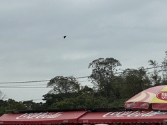 Corvus macrorhynchos