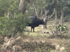 Bos