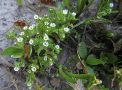 Buglossoides arvensis