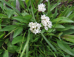 Allium brandegeei