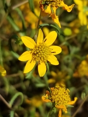 Helianthus porteri
