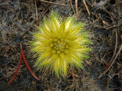Cirsium scariosum