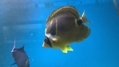 Chaetodon