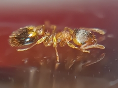 Temnothorax nylanderi