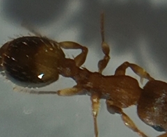 Temnothorax nylanderi