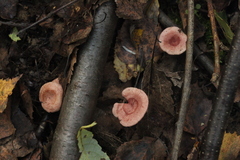 Lactarius spinosulus