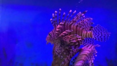 Pterois