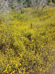 Helianthus porteri