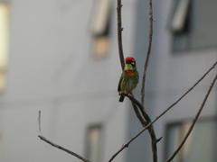 Psilopogon haemacephalus