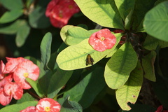 Sesiidae