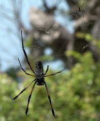 Nephila comorana