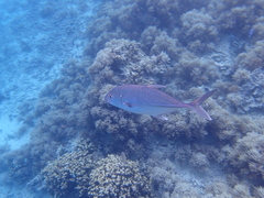 Caranx papuensis