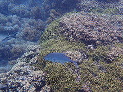 Caranx papuensis