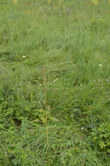 Bromus riparius