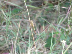 Neurothemis intermedia