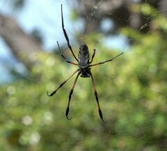 Nephila comorana