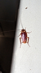 Periplaneta australasiae
