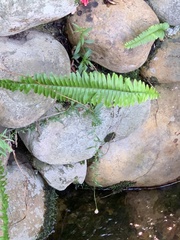 Nephrolepis cordifolia