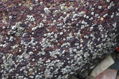 Amphibalanus amphitrite