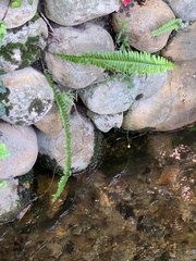 Nephrolepis cordifolia
