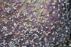 Amphibalanus amphitrite