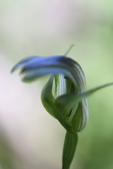 Pterostylis monticola