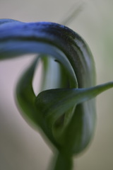 Pterostylis monticola