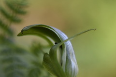 Pterostylis monticola
