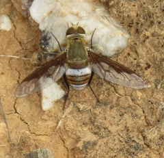 Ligyra cingulata