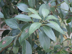 Neolitsea zeylanica