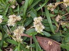 Alternanthera bettzickiana