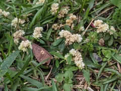 Alternanthera bettzickiana