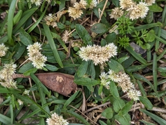 Alternanthera bettzickiana