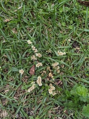 Alternanthera bettzickiana