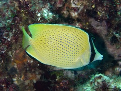 Chaetodon citrinellus