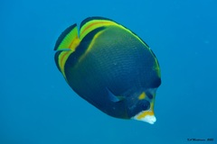Chaetodon flavirostris