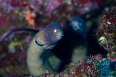 Gymnothorax thyrsoideus