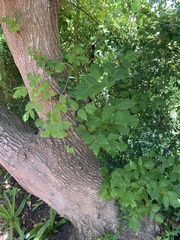 Acer negundo