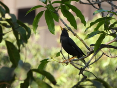 Acridotheres grandis