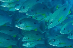 Lutjanus russellii