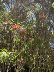 Melaleuca viminalis