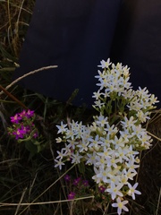Centaurium tenuiflorum