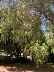 Melaleuca viminalis