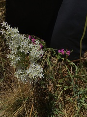 Centaurium tenuiflorum