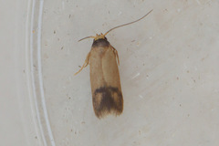 Heteroteucha dichroella
