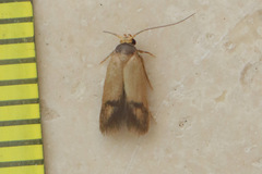 Heteroteucha dichroella