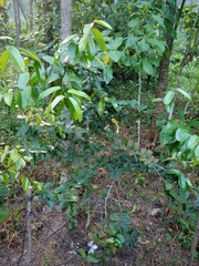 Scolopia macrophylla