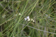 Astragalus austriacus